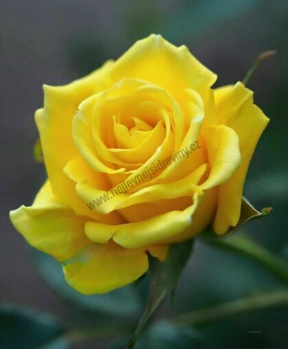 Růže velkokvětá žlutá 20/40 cm, v květináči Rosa